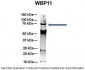 WBP11 antibody - N-terminal region